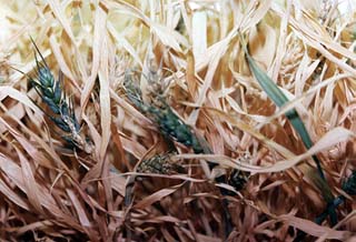 View of ripening wheat plants in the Svet, or greenhouse, located in the Kristall module. 